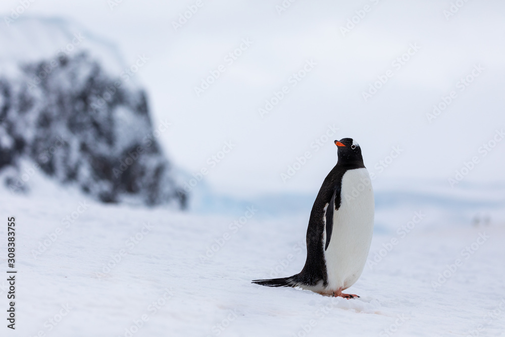 Obraz premium Gentoo penguin in the ice and snow of Antarctica