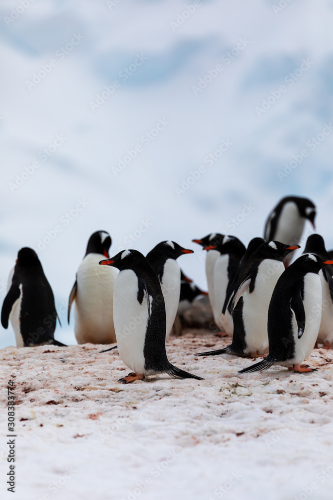 Obraz premium Group of gentoo penguins in the ice and snow of Antarctica