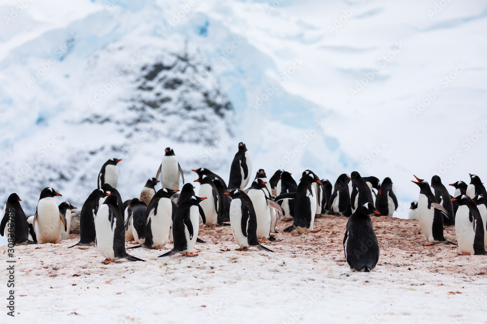 Obraz premium Group of gentoo penguins in the ice and snow of Antarctica