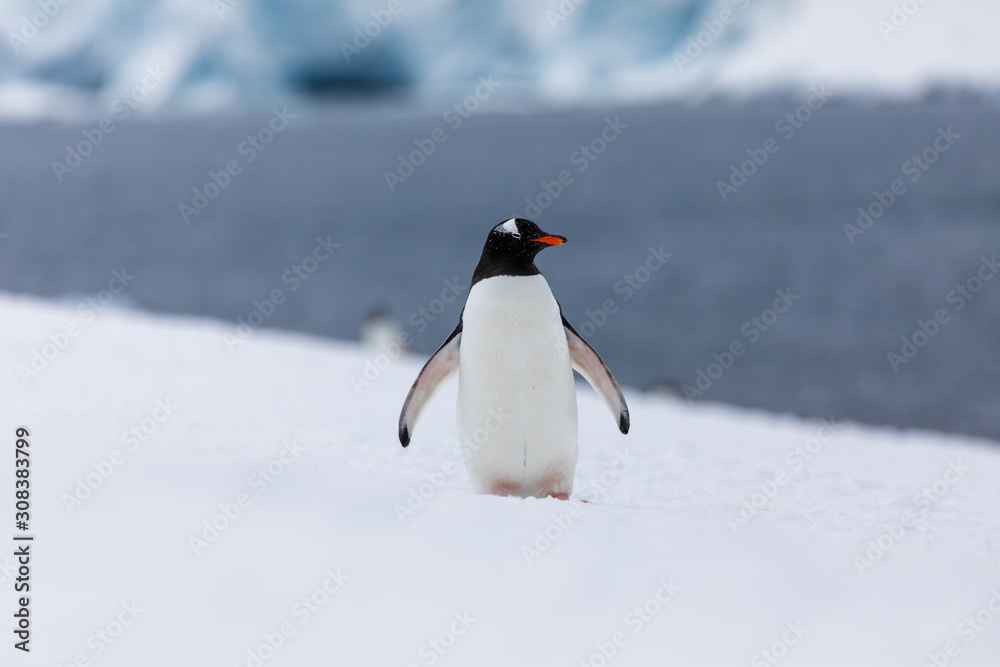 Obraz premium Gentoo penguin in the ice and snow of Antarctica