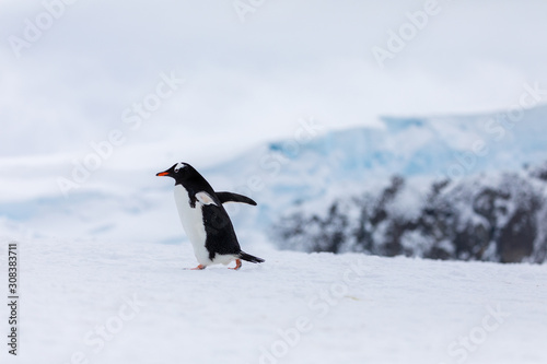 Gentoo penguin in the ice and snow of Antarctica