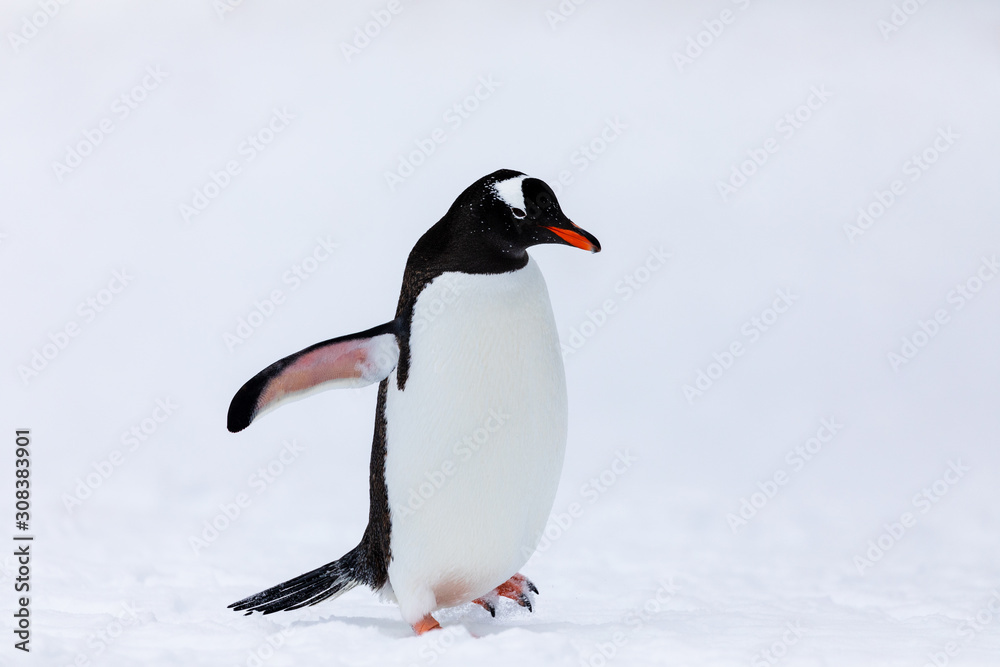 Fototapeta premium Gentoo penguin in the snow and ice of Antarctica
