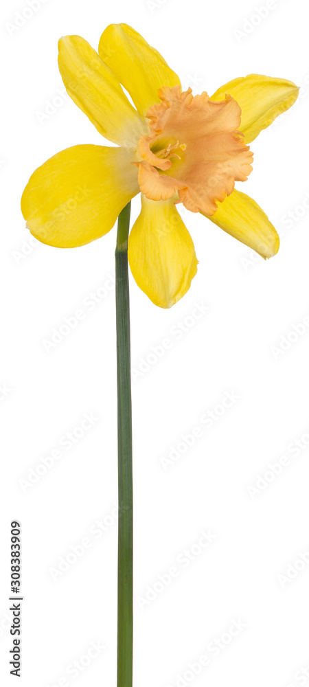 daffodil flower isolated - obrazy, fototapety, plakaty 