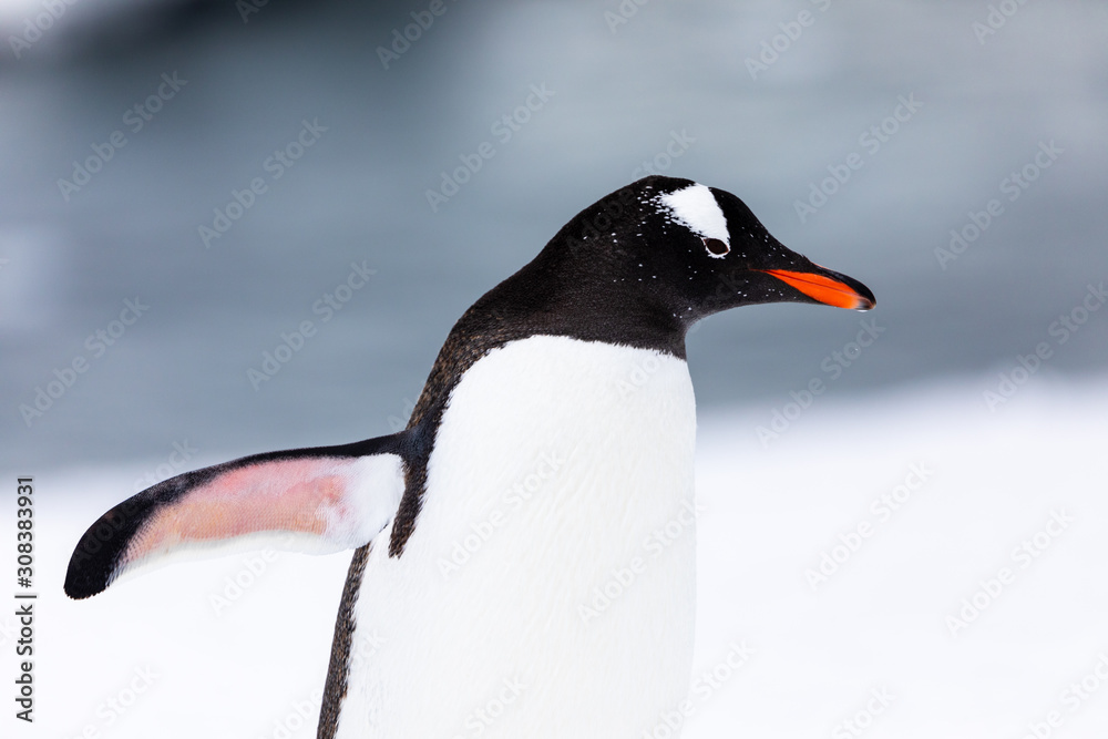 Obraz premium Gentoo penguin in the snow and ice of Antarctica