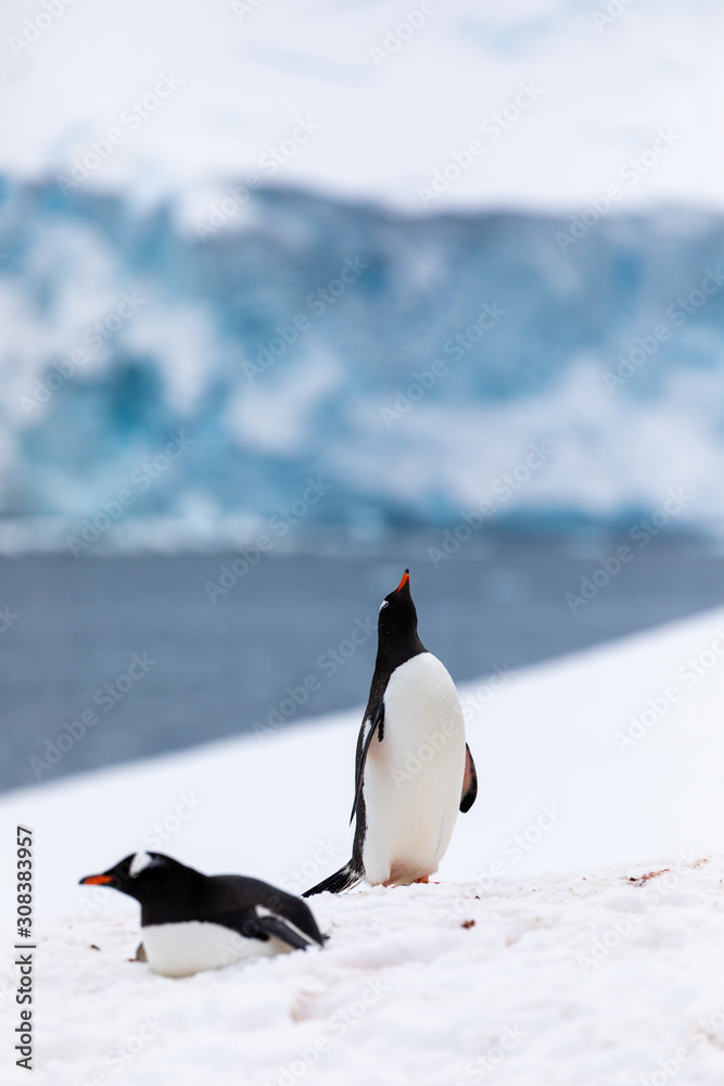 Obraz premium Gentoo penguin in the snow and ice of Antarctica