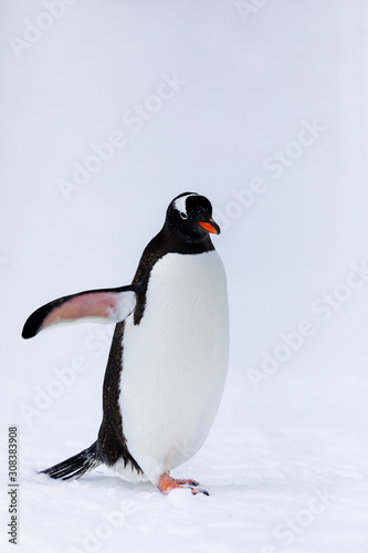 Gentoo penguin in the snow and ice of Antarctica