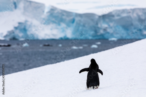 Gentoo penguin in the snow and ice of Antarctica