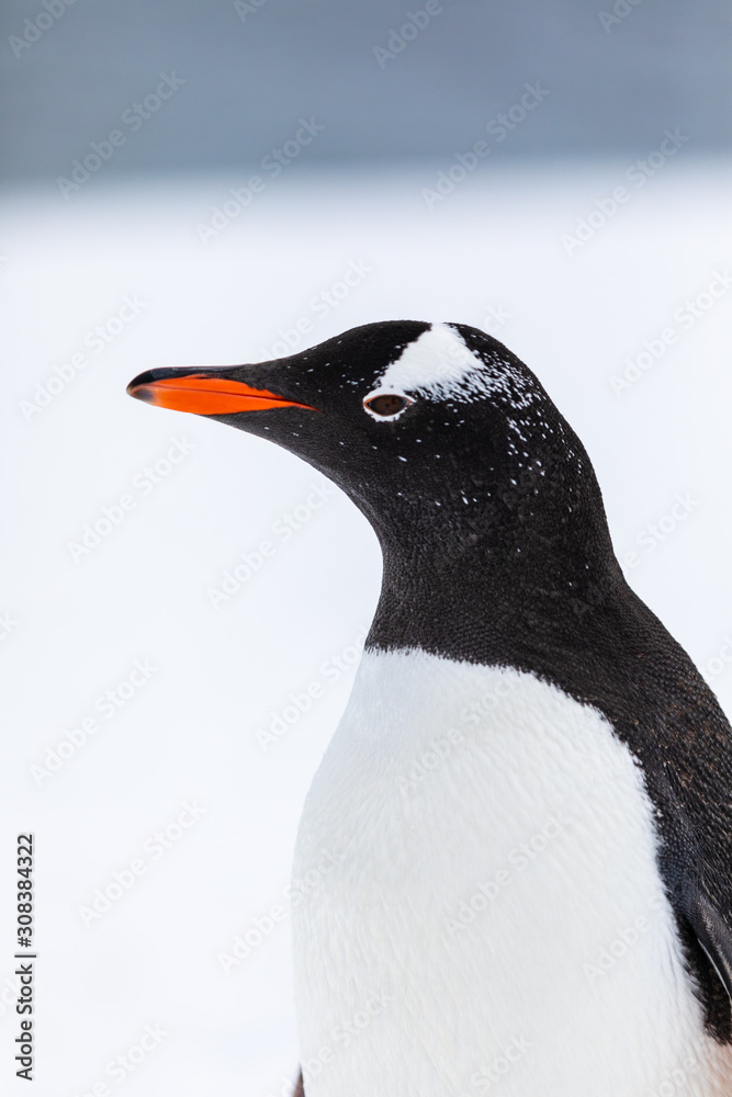 Obraz premium Gentoo penguin in the snow and ice of Antarctica