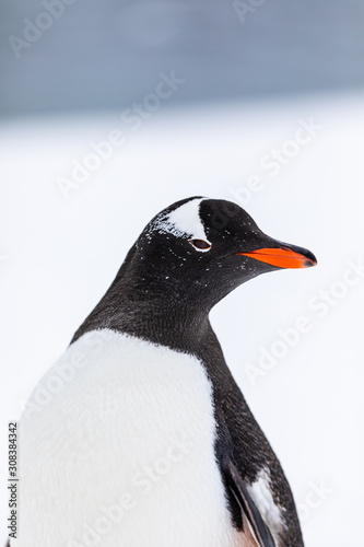Gentoo penguin in the snow and ice of Antarctica © Gabi