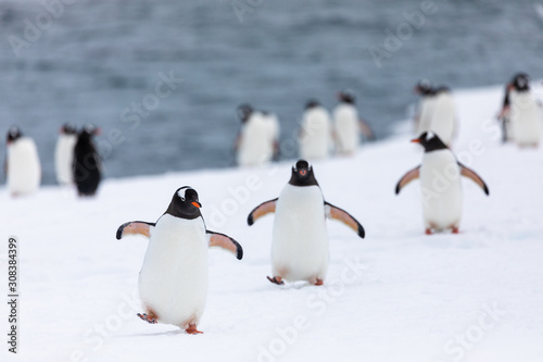 Group of gentoo penguins walking out of the water in Antarctica