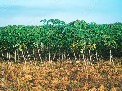 Cassava field with blue sky, Cassava plantation Northeast of Thailand