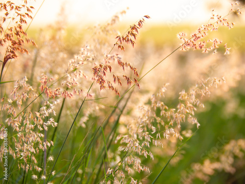 Melinis repens, Natal Red-top flower , blurry and soft focus under windy condition., Beautiful grass flowers