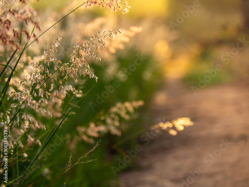 Melinis repens, Natal Red-top flower , blurry and soft focus under windy condition., Beautiful grass flowers photo