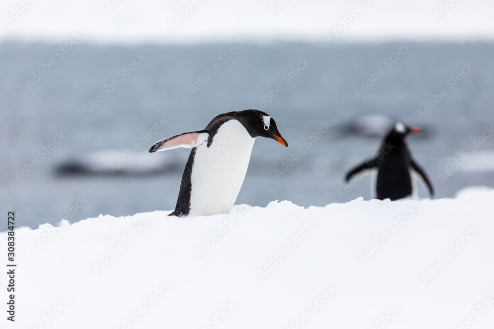 Fototapeta premium Gentoo penguin in the snow and ice of Antarctica