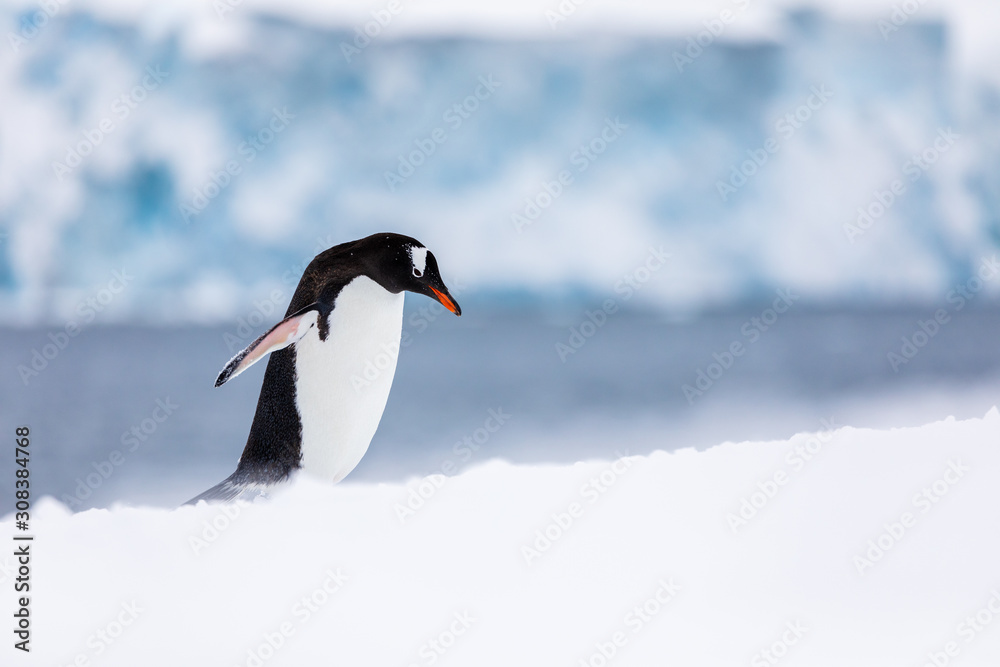 Fototapeta premium Gentoo penguin in the snow and ice of Antarctica
