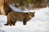 European wildcat, felis silvestris, looking piercingly and dangerously into the camera. A striped green-eyed cat of prey standing in the middle of winter landscape.