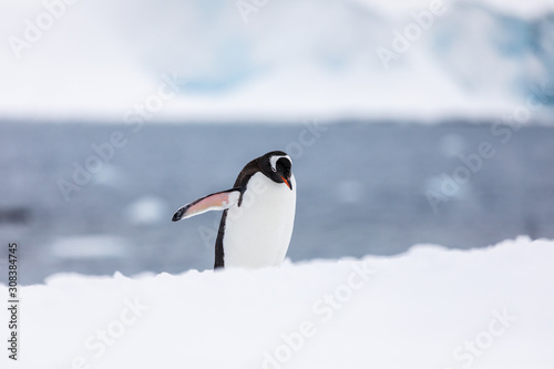 Gentoo penguin in the snow and ice of Antarctica