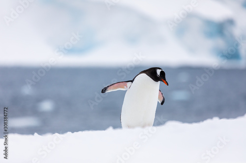 Gentoo penguin in the snow and ice of Antarctica