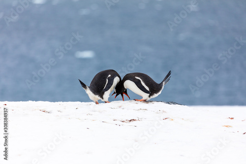Two gentoo penguins mating and courting in the snow and ice of Antarctica