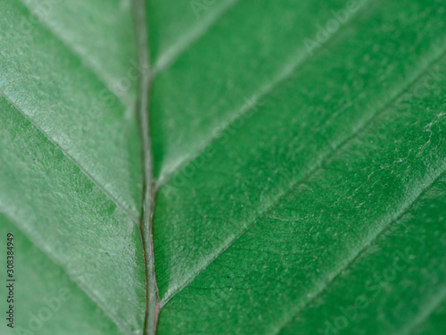 Elephant apple leaves ,Dillenia indica or chalta, green leaves has medicinal properties close-up detail, green background photo