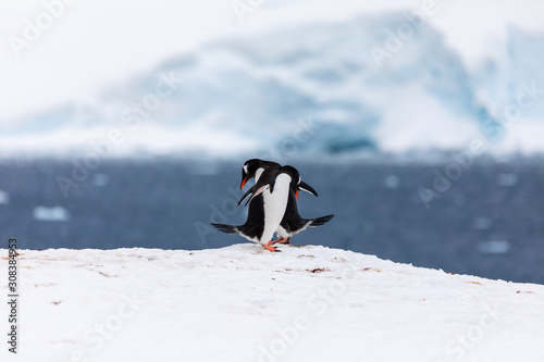 Two gentoo penguins mating and courting in the snow and ice of Antarctica