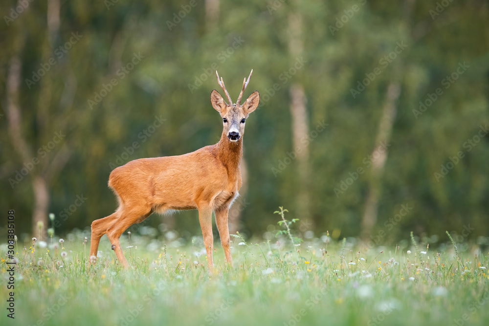 Surprised roe deer, capreolus capreolus, buck looking to camera on a meadow in summer at sunset. Wild male mammal standing on a green glade with blooming flowers. Animal in nature. Surprised roe deer, capreolus capreolus, buck looking to camera on a meadow in summer at sunset. Wild male mammal standing on a green glade with blooming flowers. Animal in nature.