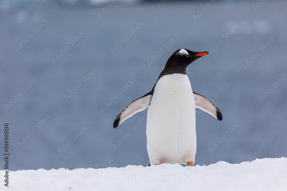 Fototapeta premium Gentoo penguin in the snow and ice of Antarctica