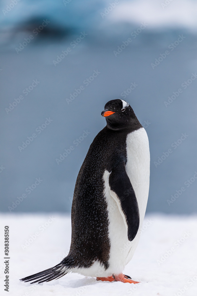 Fototapeta premium Gentoo penguin in the snow and ice of Antarctica
