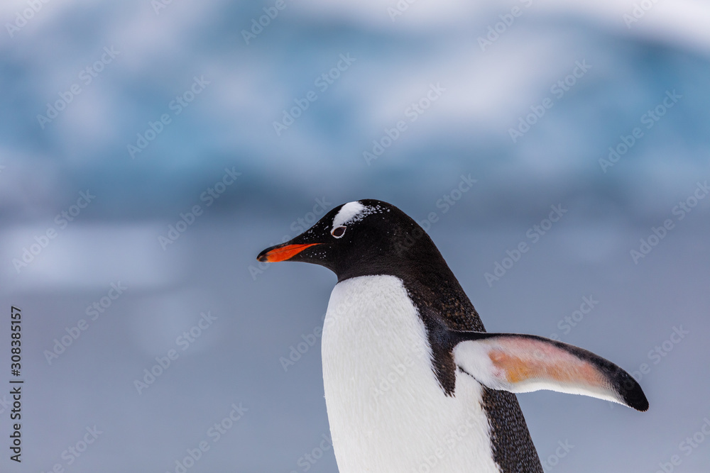Naklejka premium Gentoo penguin in the snow and ice of Antarctica