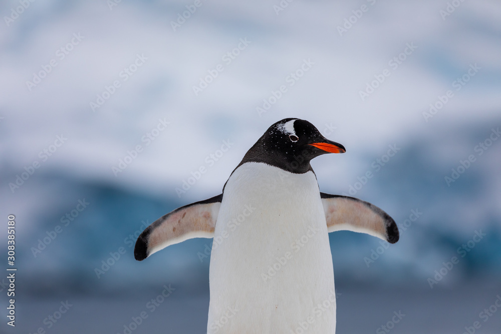 Naklejka premium Gentoo penguin in the snow and ice of Antarctica