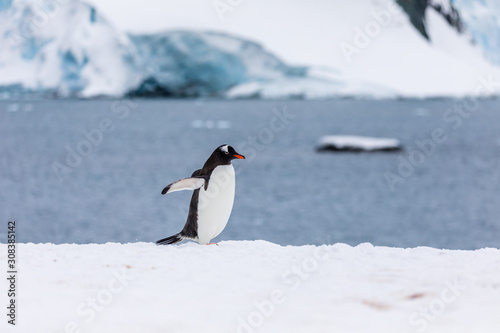 Gentoo penguin in the snow and ice of Antarctica