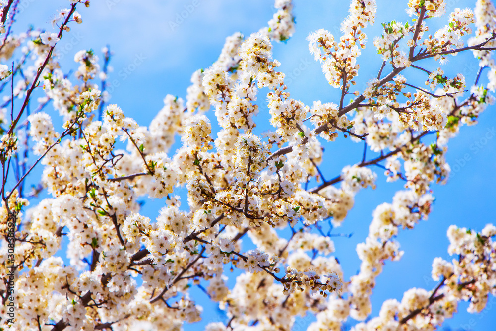 Spring floral background. Cherry flowers on light blue sky background_ Spring floral background. Cherry flowers on light blue sky background_
