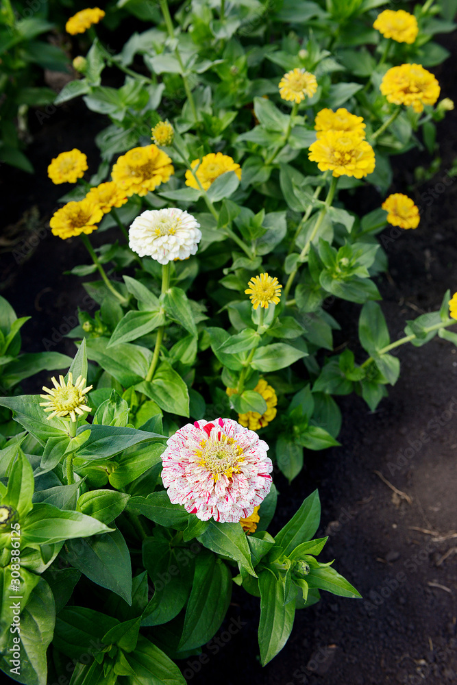 White zinnia on a background of yellow garden flowers on a sunny day. White zinnia on a background of yellow garden flowers on a sunny day.