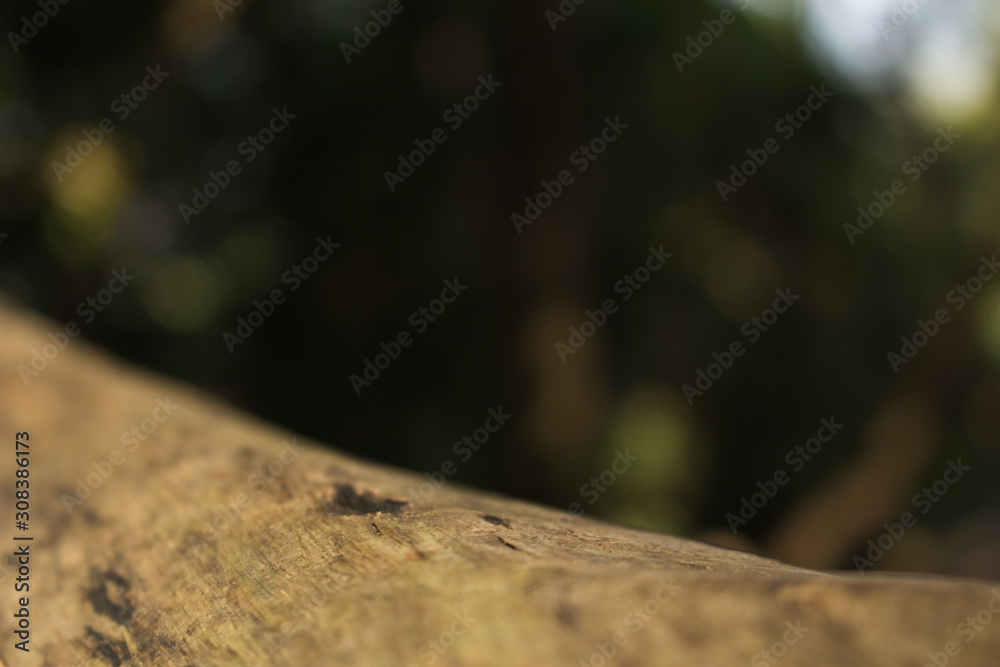 the leaf in nature background, the plant leaf in nature the leaf in nature background, the plant leaf in nature