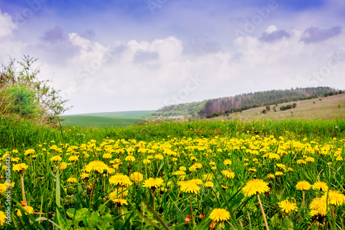 Green field with yellow dandelions and sky with picturesque clouds_
