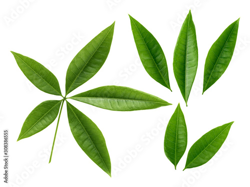 Fresh green leaves branch isolated on white background