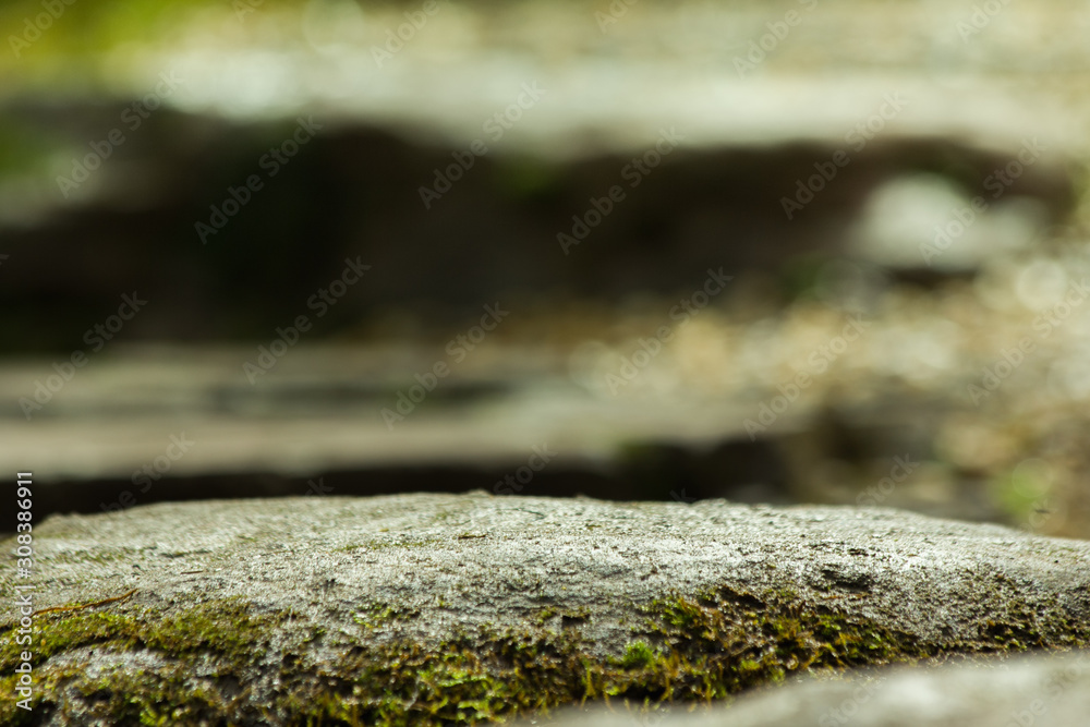 Fototapeta premium the leaf in nature background, the plant leaf in nature