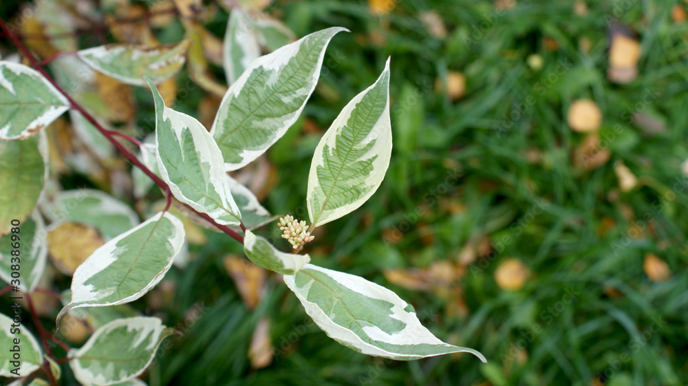 branches of white derain with sprays and green leaves and a white edging on a blurred background branches of white derain with sprays and green leaves and a white edging on a blurred background