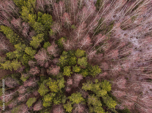 Aerial top view of winter trees in mixed forest. Drone photography © tbralnina