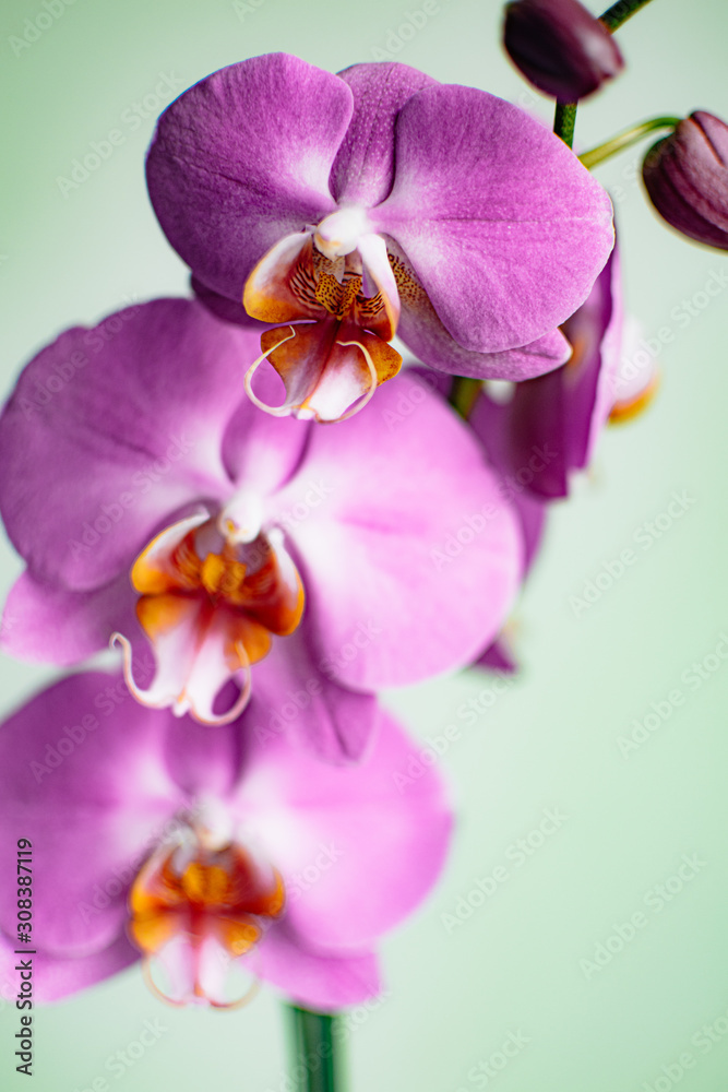 a close up view of three pink orchid flowers in full bloom a close up view of three pink orchid flowers in full bloom