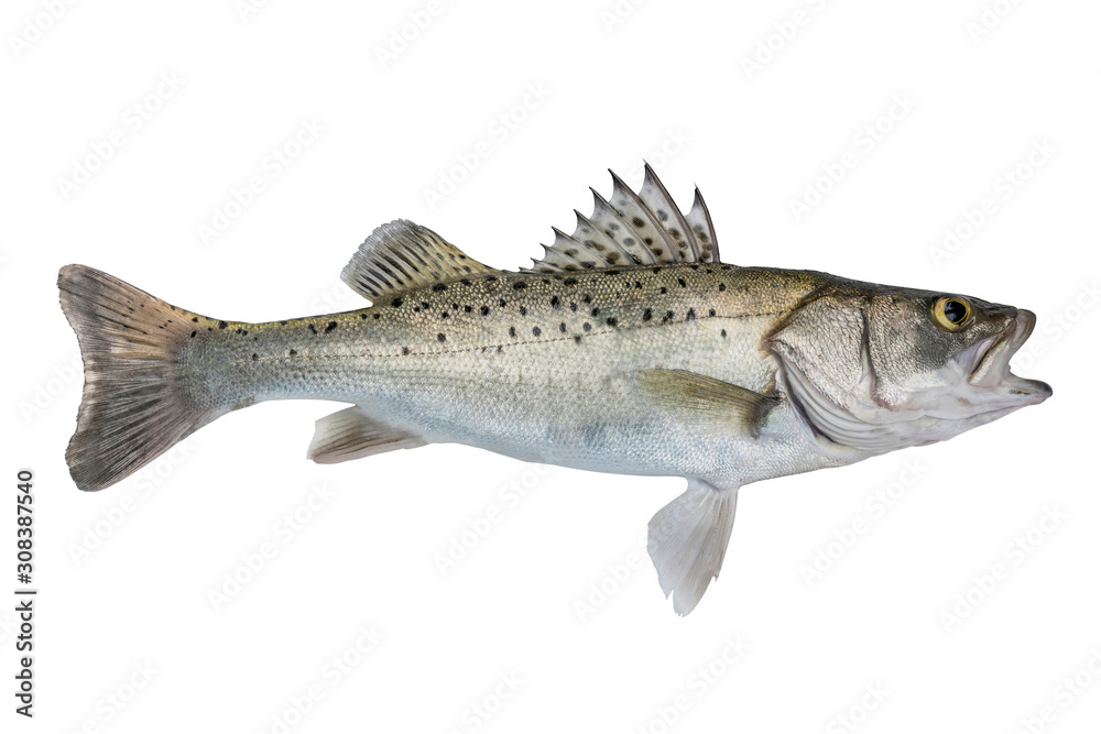 Seabass fish. Fresh alive sea bass isolated on white background Seabass fish. Fresh alive sea bass isolated on white background
