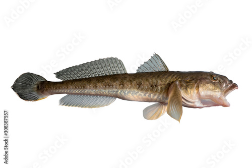 Goby fish. Brown bullhead of China sea isolated on white background photo