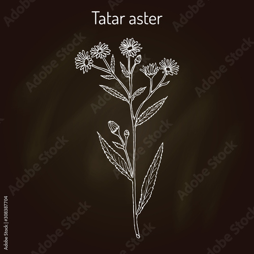 Tatarinows aster Aster tataricus , medicinal plant photo