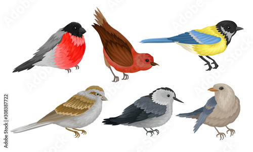 Wild Birds Collection, Titmouse, Bullfinch, Sparrow Vector Illustration