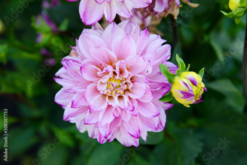 Pink dahlias in the garden on a summer day. Garden flowers.