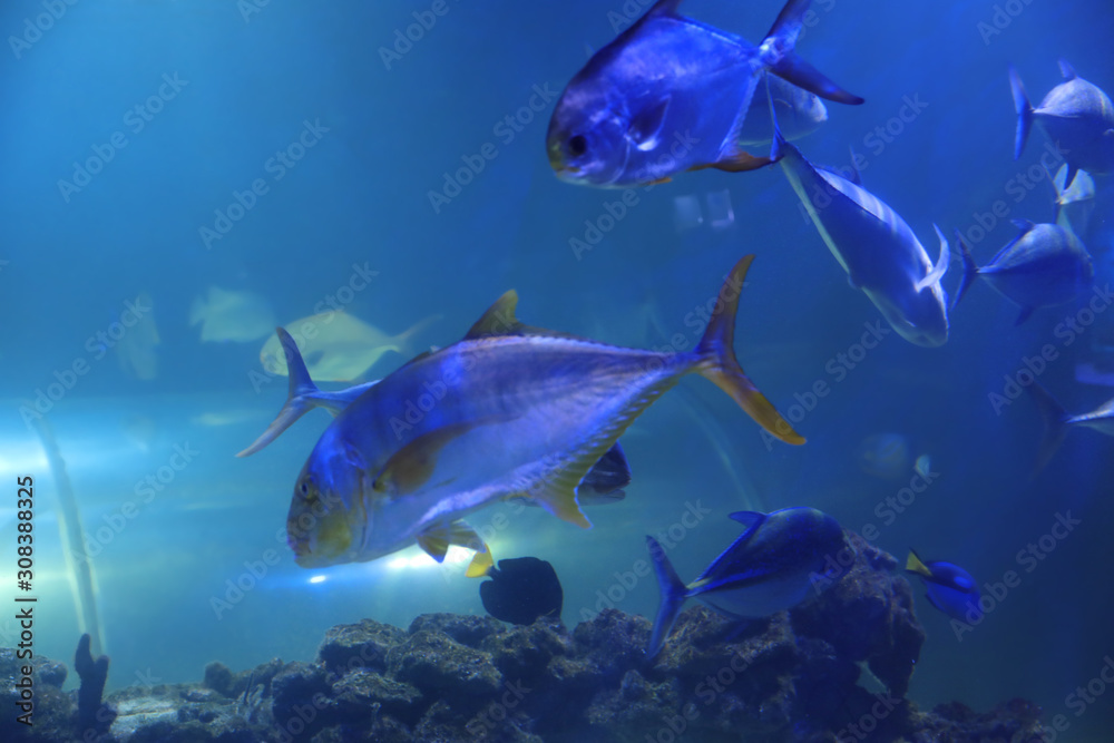 Fototapeta premium Tuna fish swimming in clear aquarium water