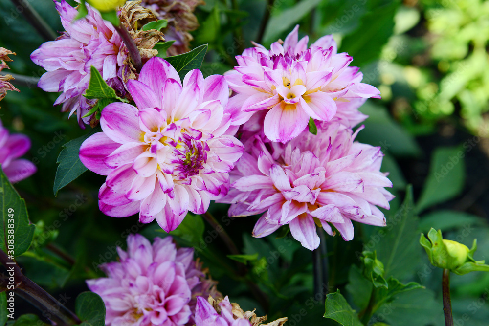 Obraz premium Pink dahlias in the garden on a summer day. Garden flowers.