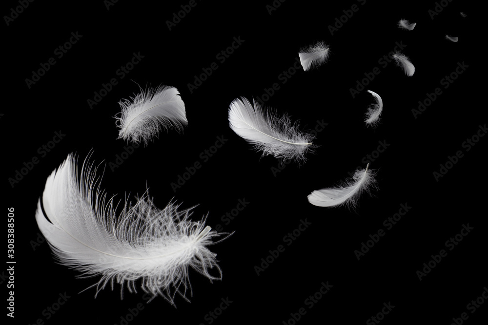 Naklejka Soft white feathers floating in the air, black background