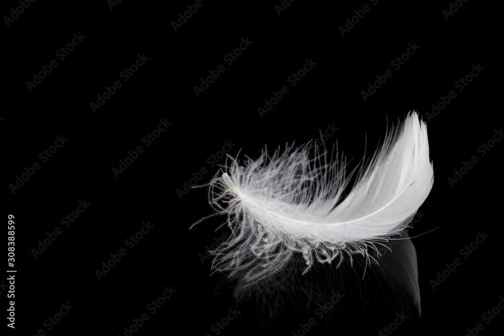 White feather on black background with copy space White feather on black background with copy space