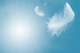 Lightly Soft of fluffy a white feather floating in the sky. Feather abstract freedom flying in heaven concept.